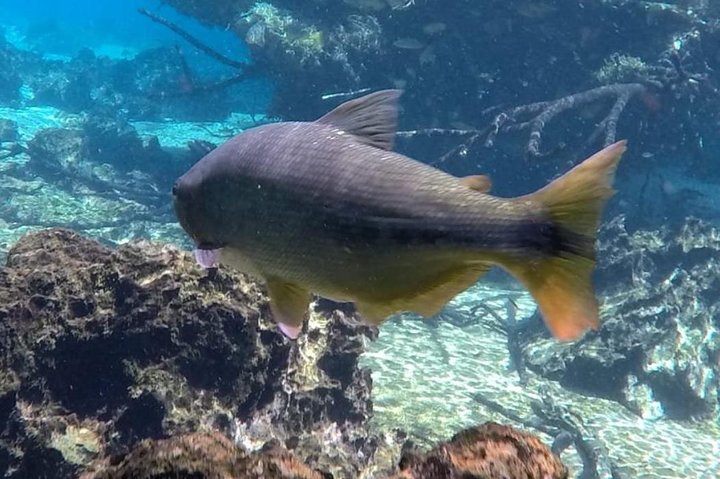 Skip the Line:Recanto Ecologico Rio da Prata Ticket including Trail & Snorkeling