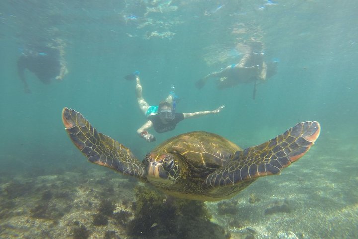Los Tuneles Day Tour: Snorkeling, Exploring and Swimming With Wildlife