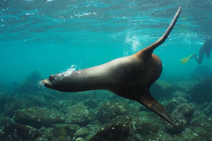 Los Tuneles Day Tour: Snorkeling, Exploring and Swimming With Wildlife