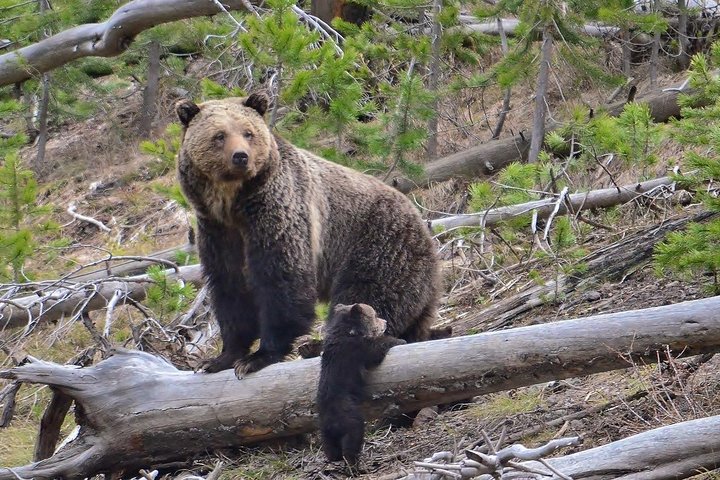 2-Day Small-Group Tour to Dracula's Castle, Rasnov Fortress, Peles Castle, Sighisoara and Libearty Brown Bear Sanctuary with Overnight in Brasov