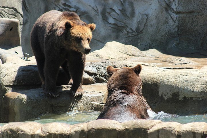 2-Day Small-Group Tour to Dracula's Castle, Rasnov Fortress, Peles Castle, Sighisoara and Libearty Brown Bear Sanctuary with Overnight in Brasov