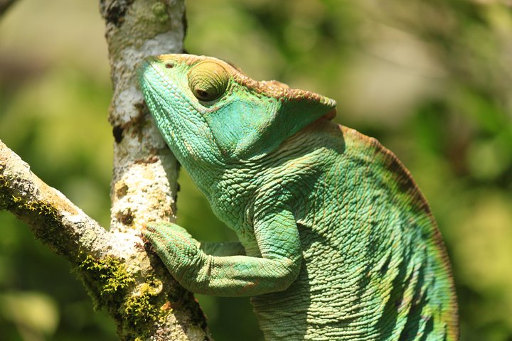 Madagascar Wildlife Tour for 02 days