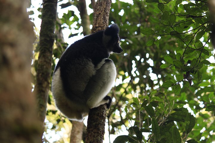 Madagascar Wildlife Tour for 02 days