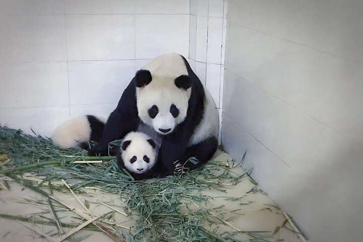 One Day Trip to Chengdu Panda Base and Leshan Buddha Tour