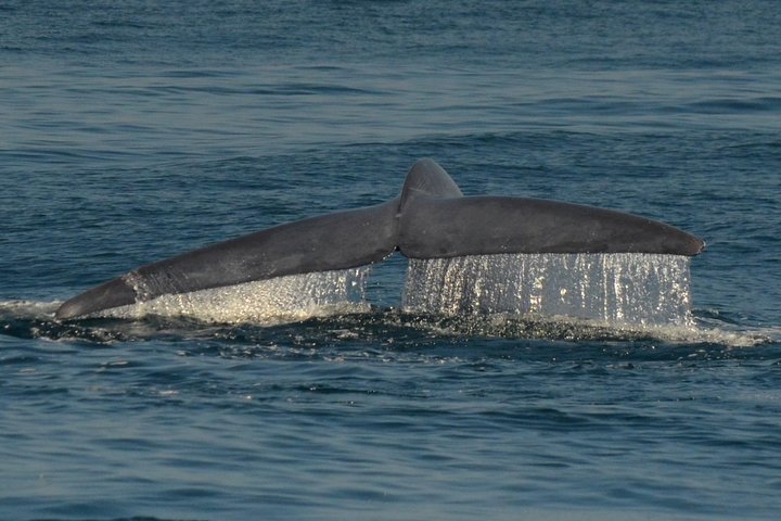 San Diego Whale Watching & Dolphin Cruise