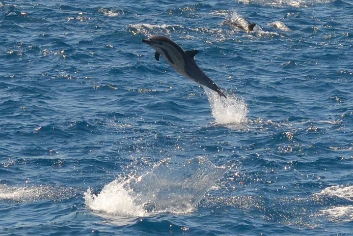 San Diego Whale Watching & Dolphin Cruise