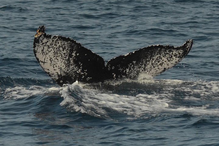 San Diego Whale Watching & Dolphin Cruise