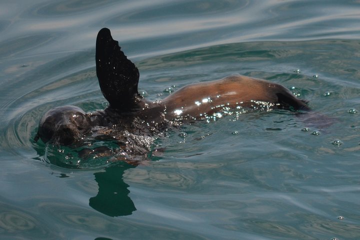 San Diego Whale Watching & Dolphin Cruise