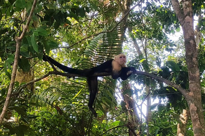 Manuel Antonio National Park Sightseeing and Wildlife Day Tour from San Jose