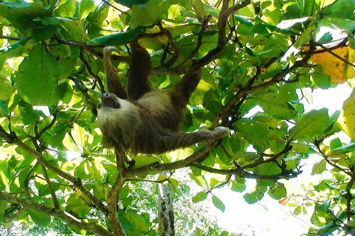 Manuel Antonio National Park Sightseeing and Wildlife Day Tour from San Jose