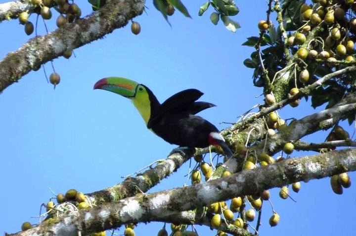 Manuel Antonio National Park Sightseeing and Wildlife Day Tour from San Jose