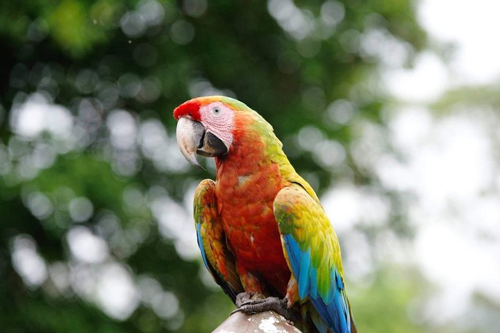 Manuel Antonio National Park Sightseeing and Wildlife Day Tour from San Jose