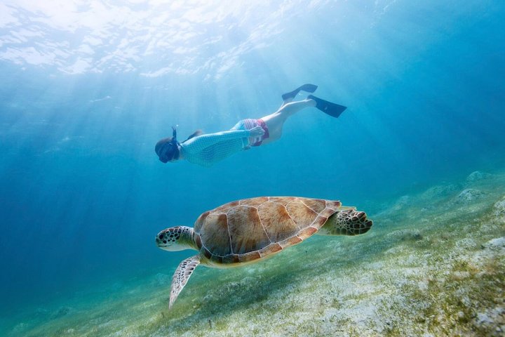 Snorkel Tour to Koh Nangyuan and Koh Tao by Speed Boat from Koh Phangan