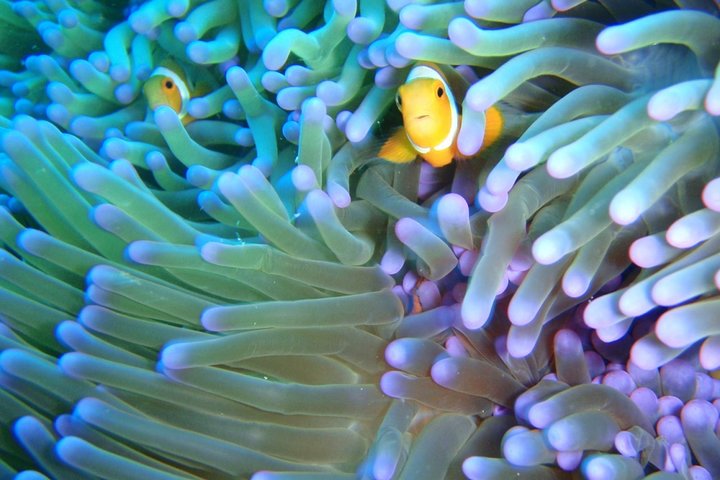 Snorkel Tour to Koh Nangyuan and Koh Tao by Speed Boat from Koh Phangan
