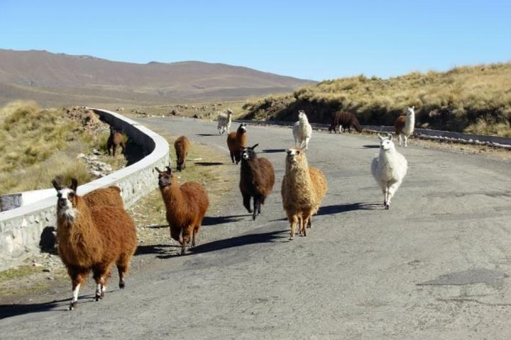 Discover Tafi del Valle: Guided Journey