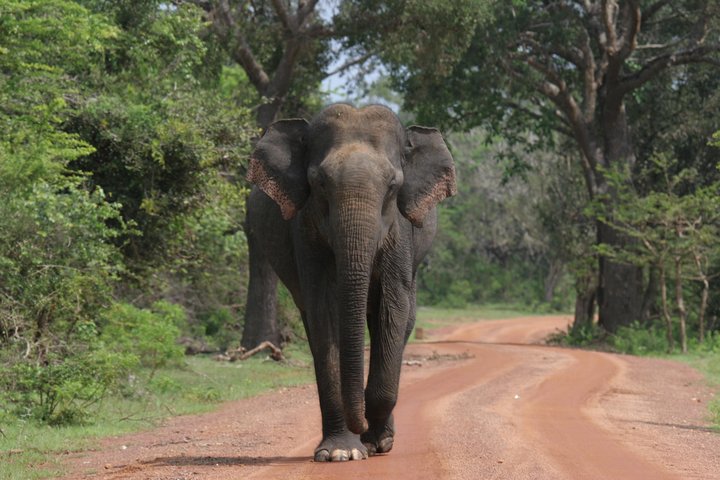 Special Leopards and Elephants safari - 04.30 am to 11.30 am