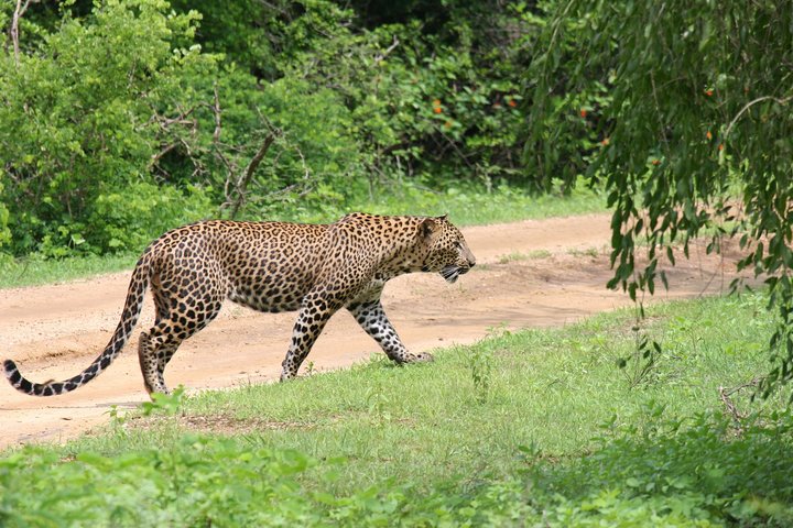 Special Leopards and Elephants safari - 04.30 am to 11.30 am