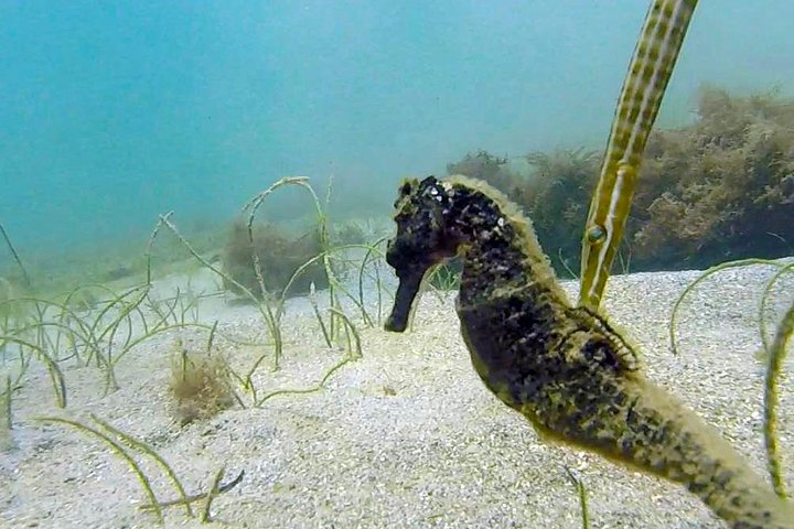 San Juan Guided Turtle Snorkel Tour and Complimentary Videos