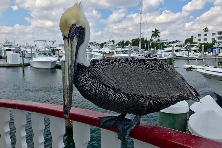 Jungle Queen Riverboat 90-Minute Narrated Sightseeing Cruise in Fort Lauderdale
