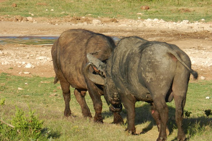 Addo Elephant 5 hour Morning Safari.
