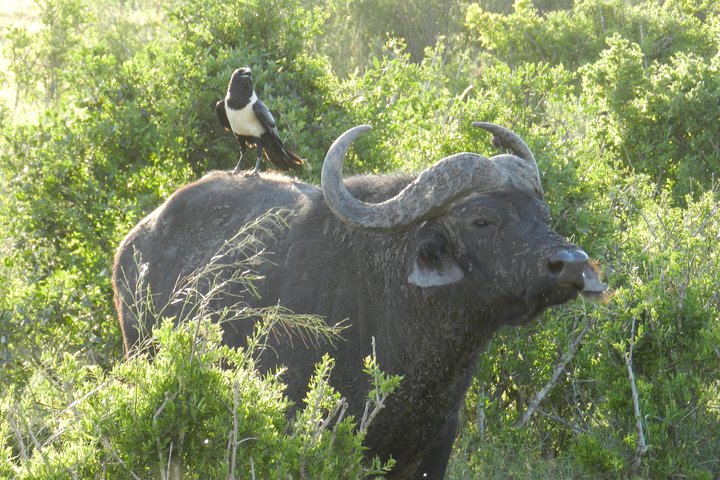Addo Elephant 5 hour Morning Safari.