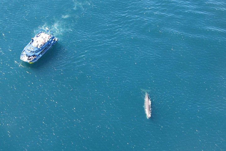 Kaikoura Whale Watch Day Tour from Christchurch