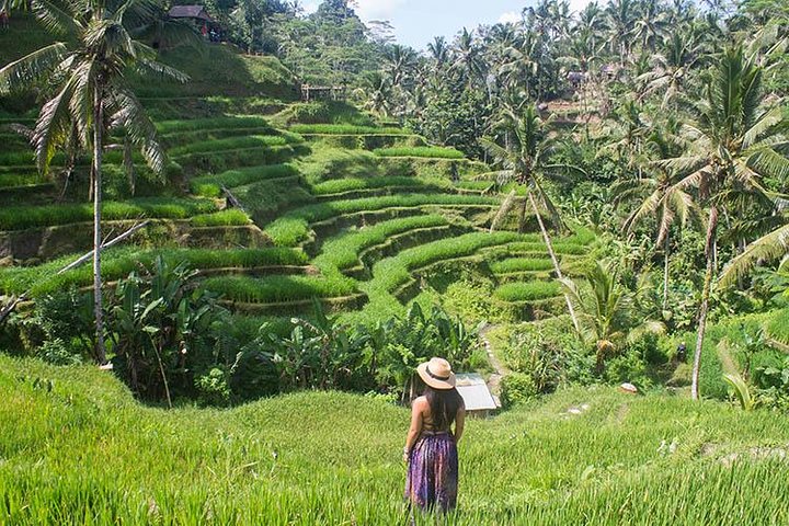 Ubud: Monkey Forest, Jungle Swing, Rice Terrace and Water Temple