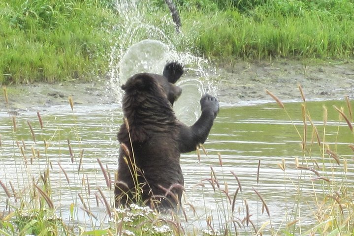 Portage Glacier Cruise and Wildlife Explorer Tour