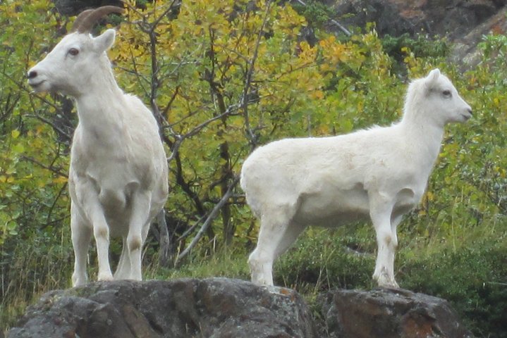 Portage Glacier Cruise and Wildlife Explorer Tour