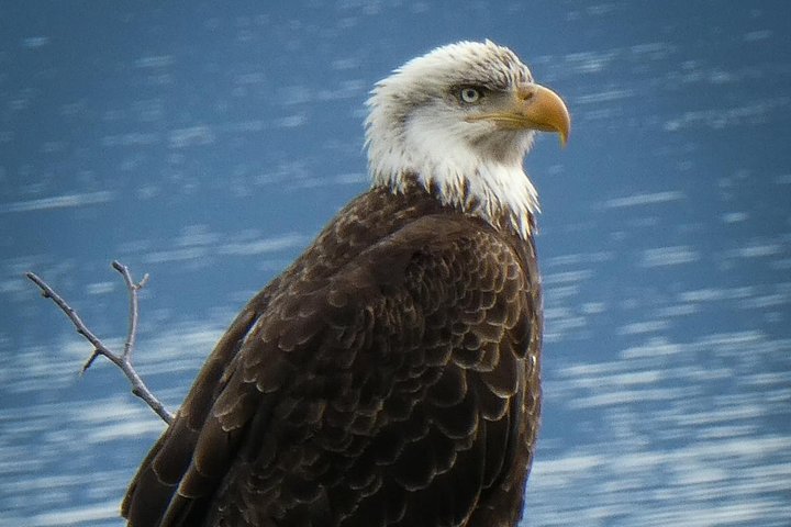 Chilkoot Lake Nature and Wildlife Viewing (2.5 hrs in Haines)