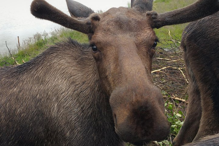 PRISTINE - Wilderness, Wildlife, Glacier Experience in Anchorage