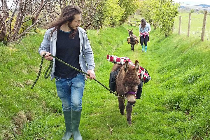 Scenic walks with mini donkeys in the beautiful Brecon Beacons