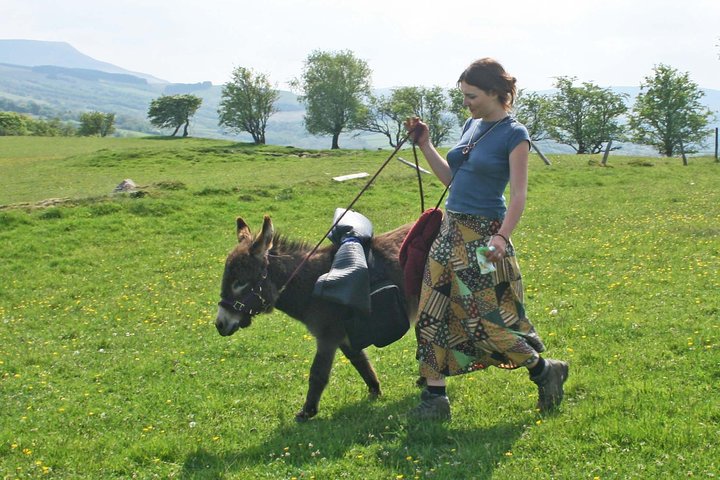Scenic walks with mini donkeys in the beautiful Brecon Beacons