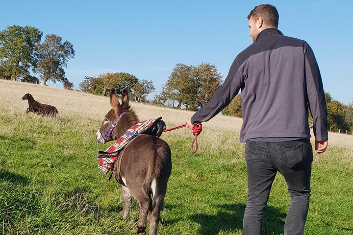 Scenic walks with mini donkeys in the beautiful Brecon Beacons