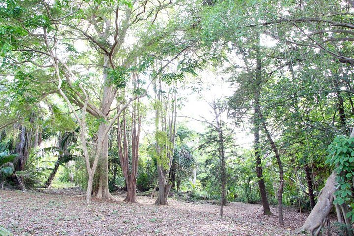 Garden Delight Full-Day Tour in Barbados