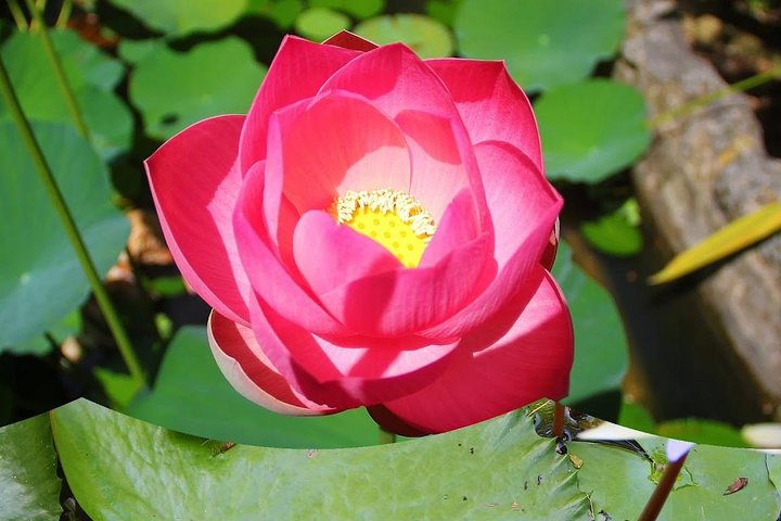 Garden Delight Full-Day Tour in Barbados