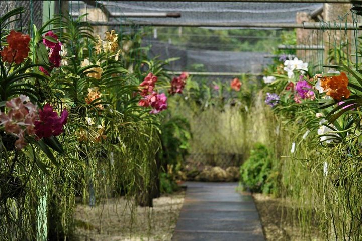 Garden Delight Full-Day Tour in Barbados