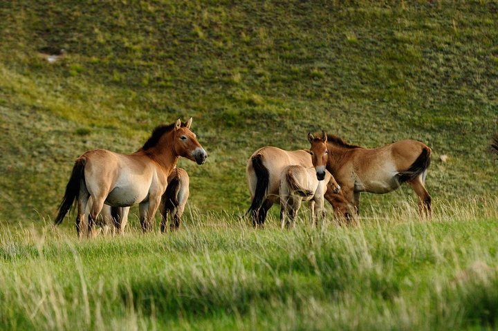 4 Days Tour: Central Mongolia