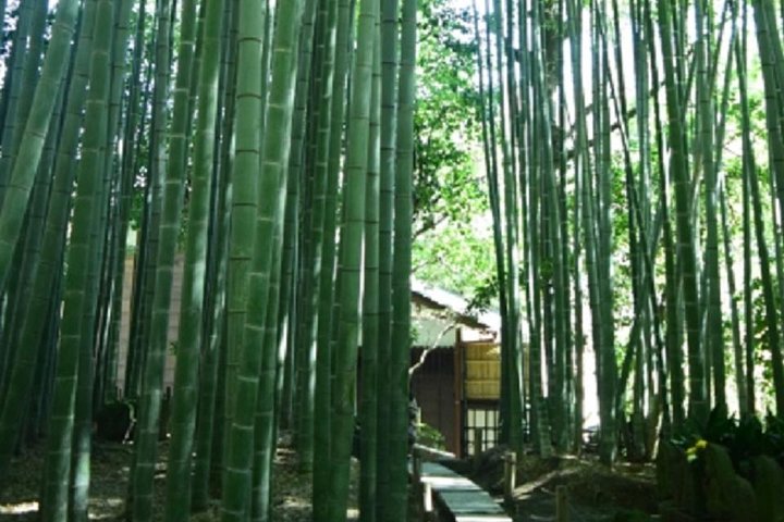 Kamakura Private Tour by Public Transportation