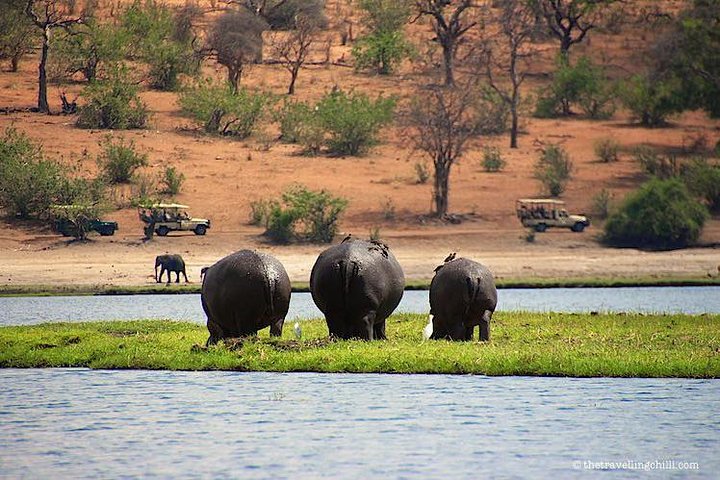 Chobe Safari Day Trip From Livingstone
