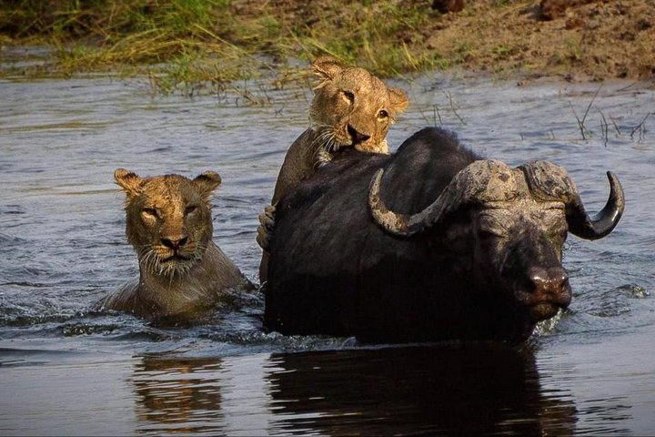 Chobe Safari Day Trip From Livingstone