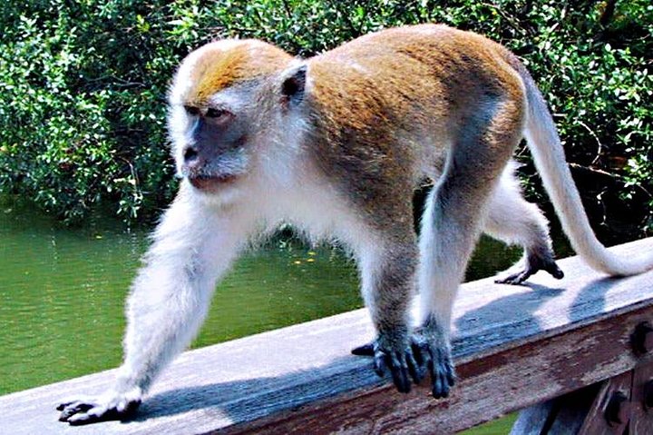 Bintan Mangrove Discovery Tour
