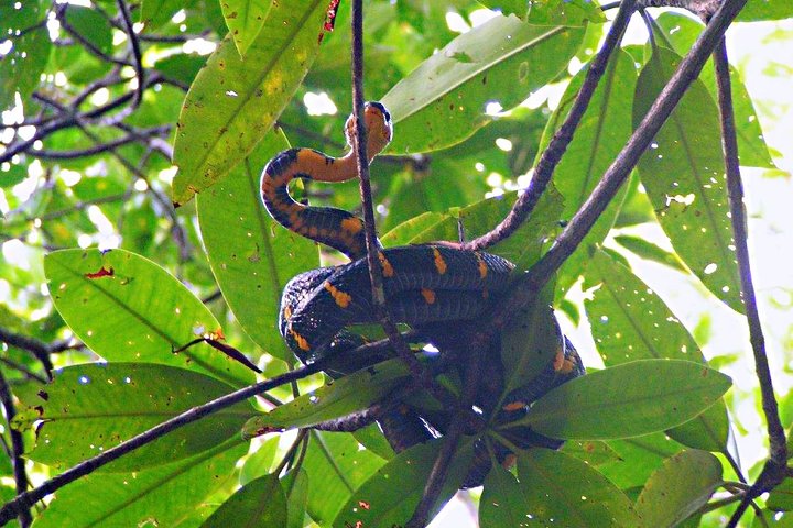 Bintan Mangrove Discovery Tour