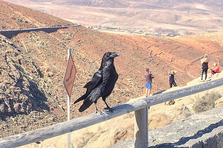 Fuerteventura South Exclusive Tour