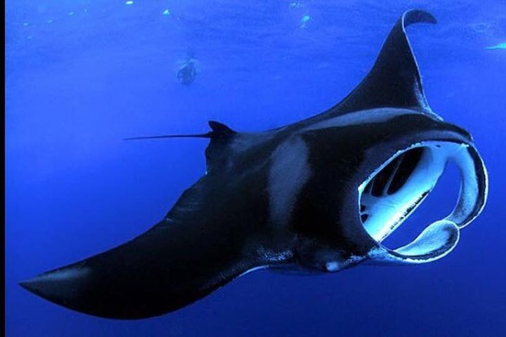 Big Island Manta Ray Night Snorkel