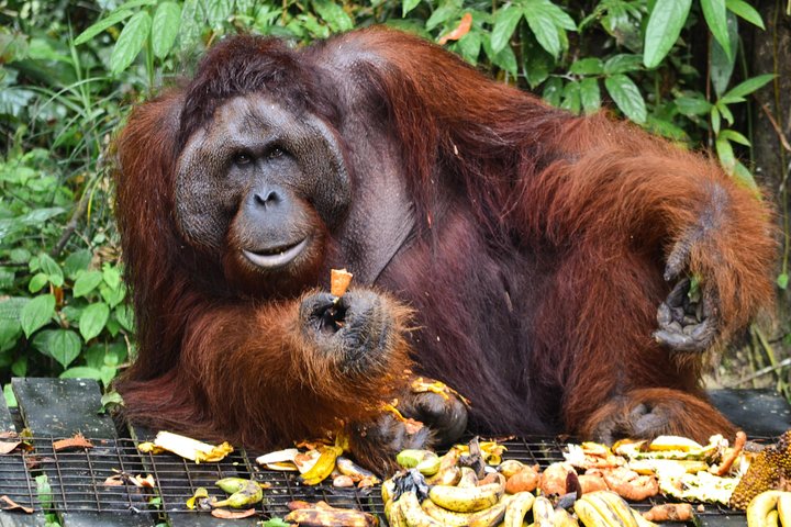 A glimpse of Orang Utan in Semenggoh Wildlife Centre