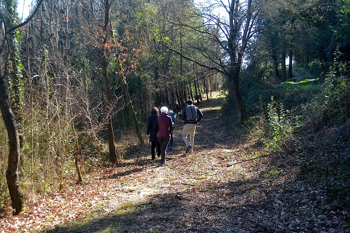 Truffle Hunting Experience with Lunch in San Miniato