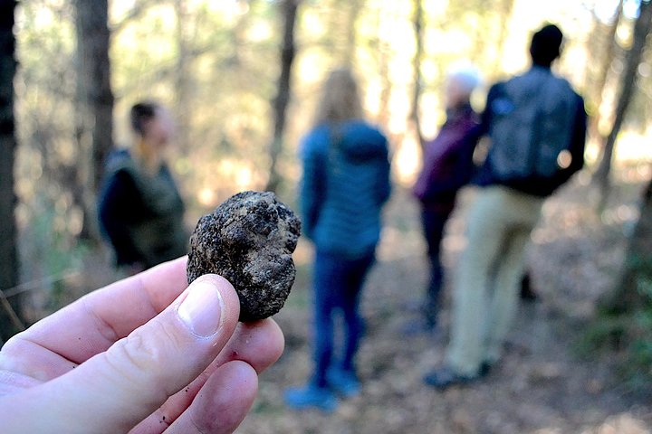 Truffle Hunting Experience with Lunch in San Miniato
