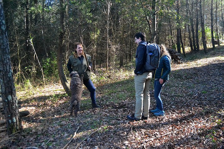 Truffle Hunting Experience with Lunch in San Miniato