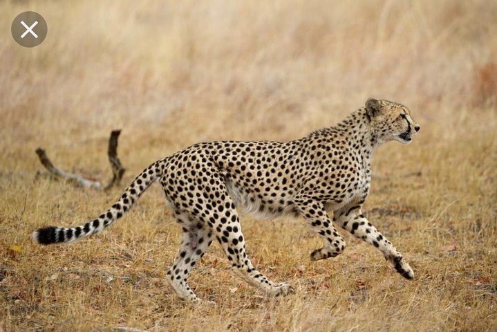 Pilanesberg Nature Reserve & Safari Park Lion Private